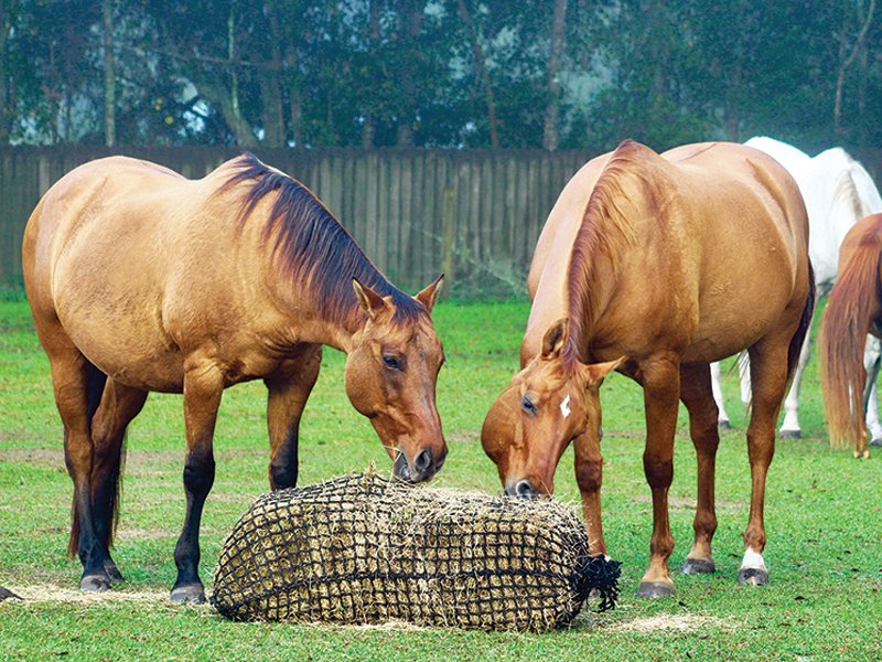 Cavalos se alimentando de feno em fardo no pasto